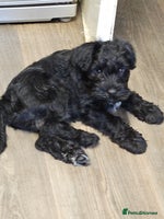 Miniature Schnauzer dogs Playful loving schnauzers - Advert 5