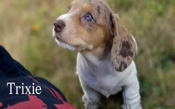 Miniature Dachshund dogs for sale: ‼️Last pup left‼️ 🐾Pied girl with ticked paws 🐾  - Image 6