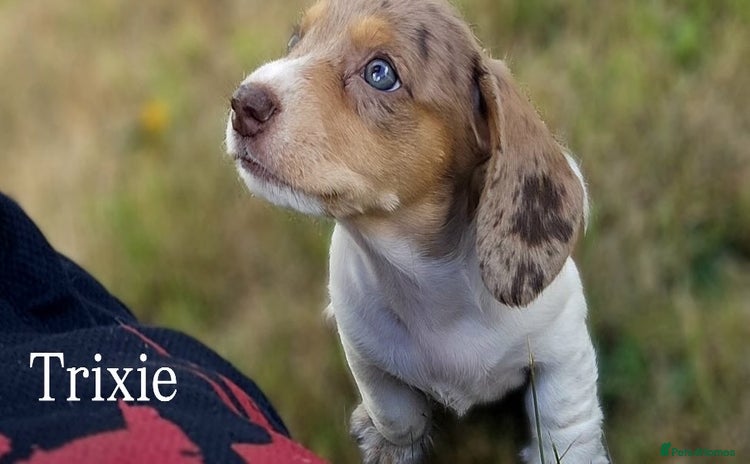 Miniature Dachshund dogs - Advert 8