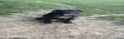 Cane Corso dogs for sale: 2yo cane corso bitch available to loving home  - Advert 3