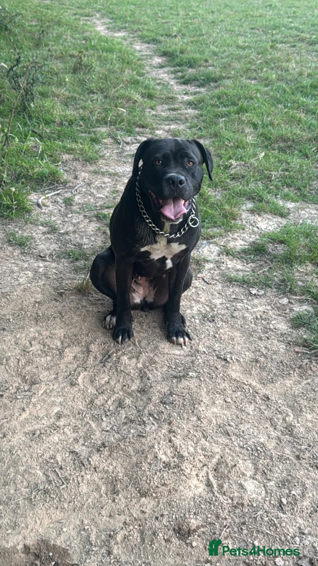 Cane Corso dogs for sale: 2yo cane corso bitch available to loving home  - Advert 3