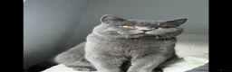 British Shorthair cats for sale: REDUCED BRITISH SHORTHAIRS FOR SALE  - Advert 6