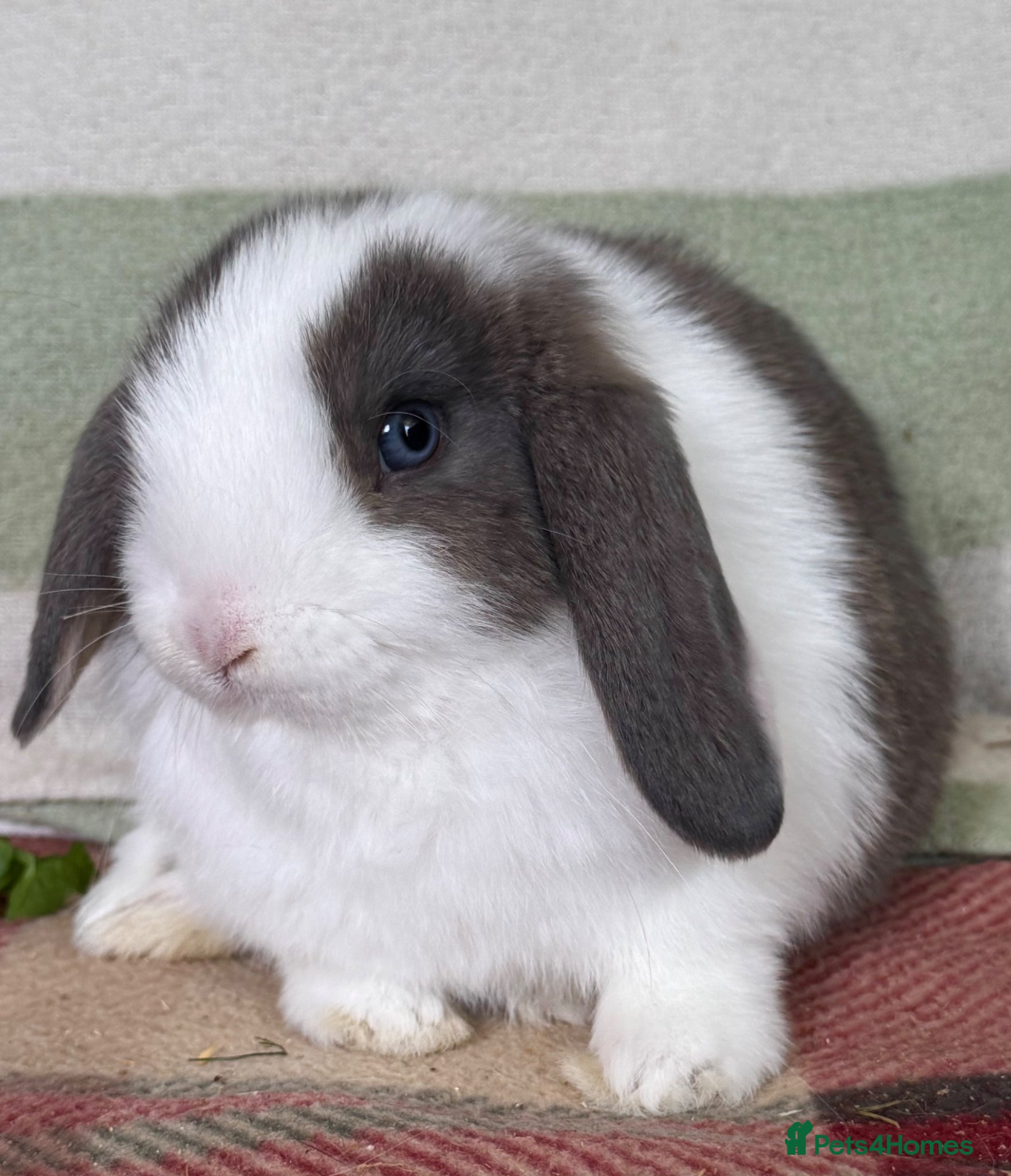 Mini Lop rabbits Gorgeous mini lop babies *vaccinated* - Advert 2