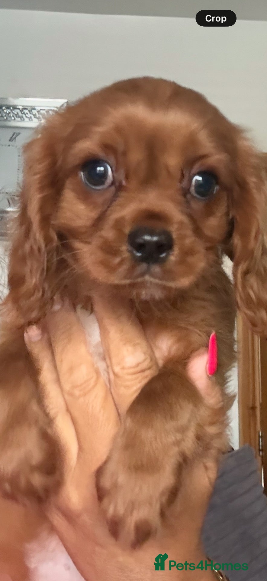 Cavalier King Charles Spaniel dogs 💙Ready now Kc dna clear cavalier boys  💙 - Advert 8