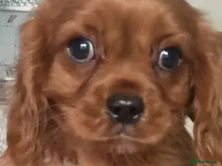 Cavalier King Charles Spaniel dogs 💙Ready now Kc dna clear cavalier boys 💙 - Advert 8