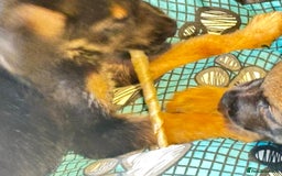 Mixed Breed dogs for sale: Malinois rotti cross puppy’s for sale - Image 17