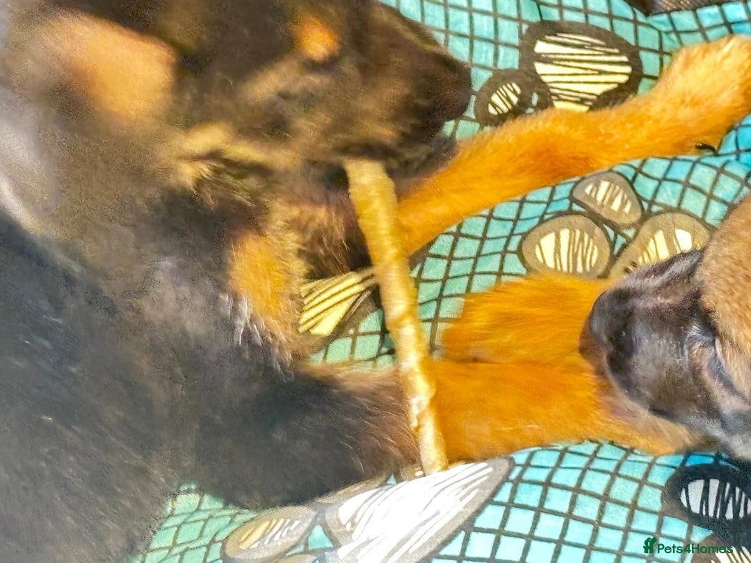 Mixed Breed dogs for sale: Malinois rotti cross puppy’s for sale - Image 17