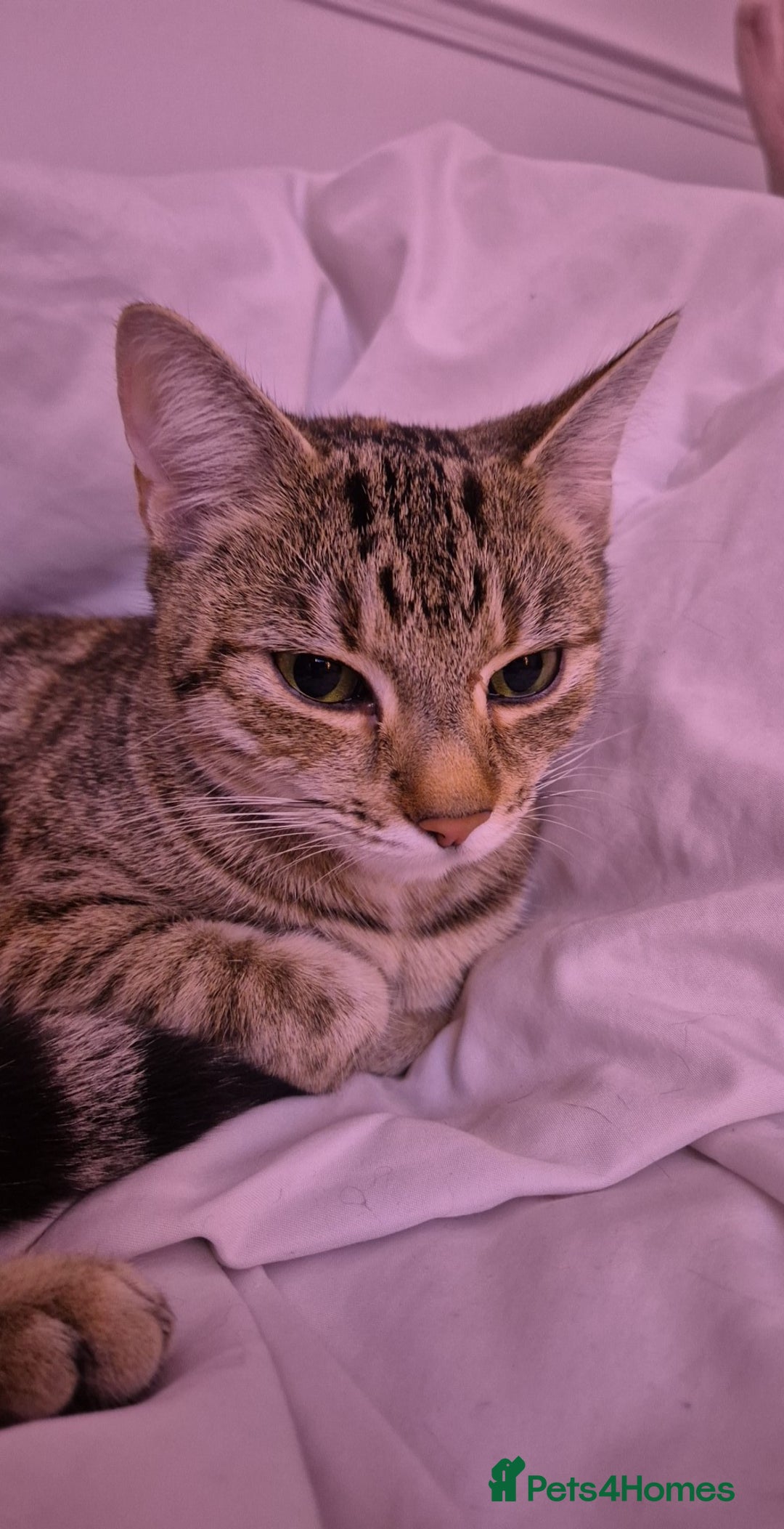 Domestic Shorthair cats for sale: Sonic and buffy  - Advert 3