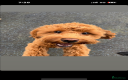 Yorkiepoo dogs for sale: 5 beautiful yorkiepoo baby’s  - Image 13