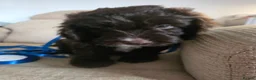 Mixed Breed dogs for sale: Australian Labradoodle Puppies - Advert 3