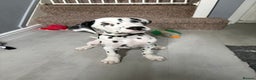 Dalmatian dogs for sale: Dalmatian puppies ready advert fully - Advert 25
