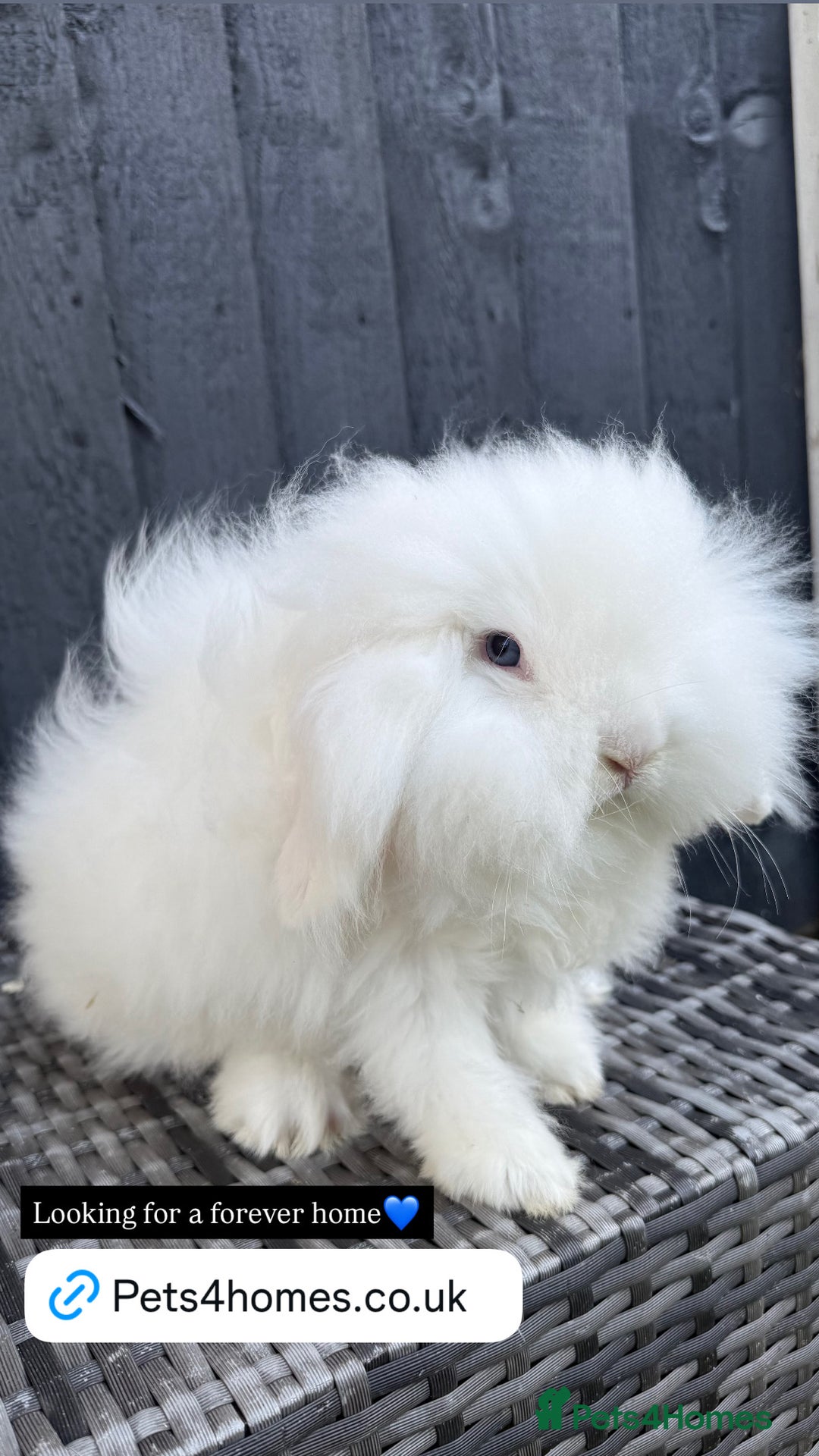 Mini Lion Lop rabbits for sale: Beautiful Blue Eyed TeddyWidder Boy - Advert 9