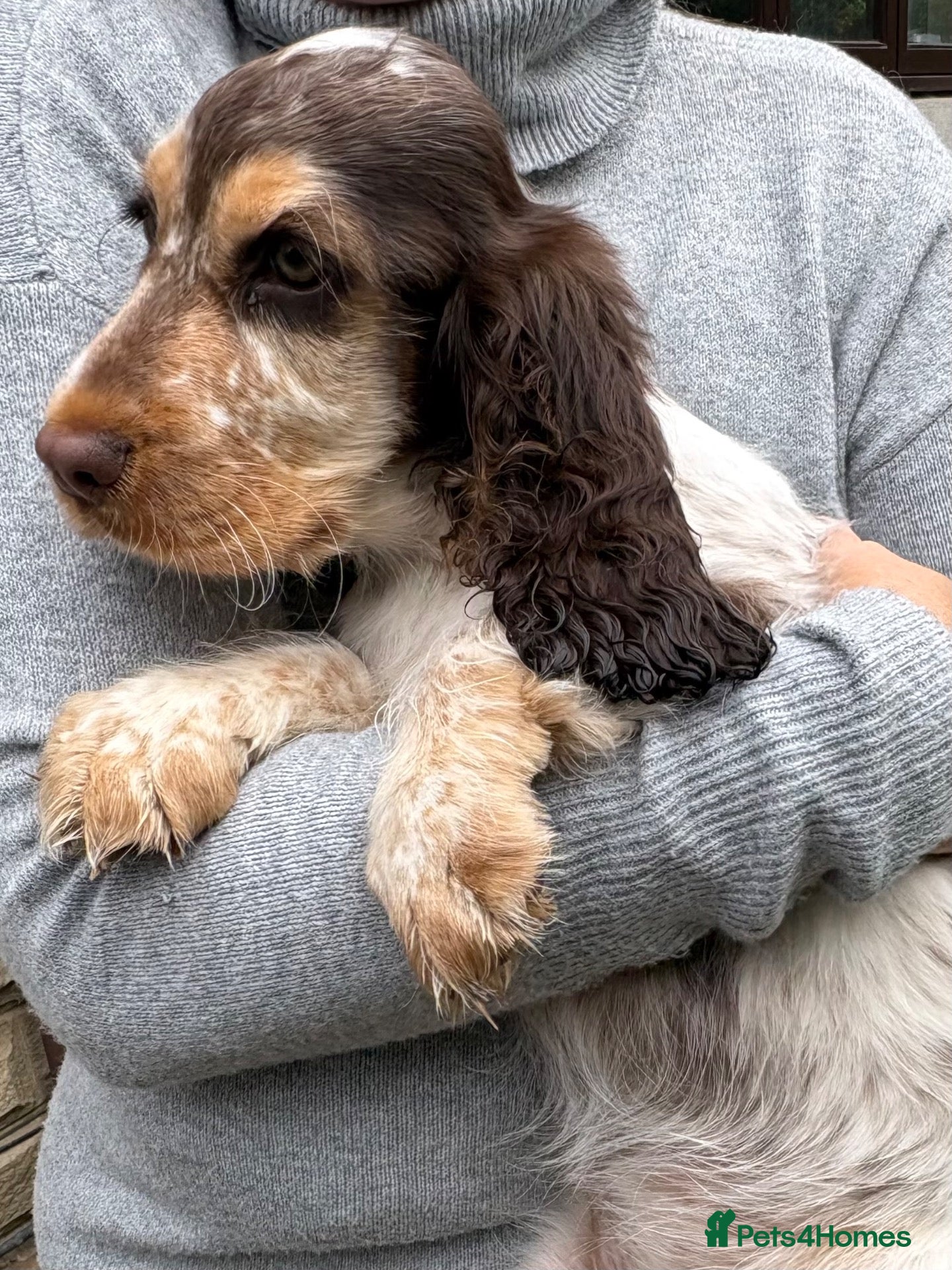 Cocker Spaniel dogs Quality KC babies - extensive health tests clear - Advert 1