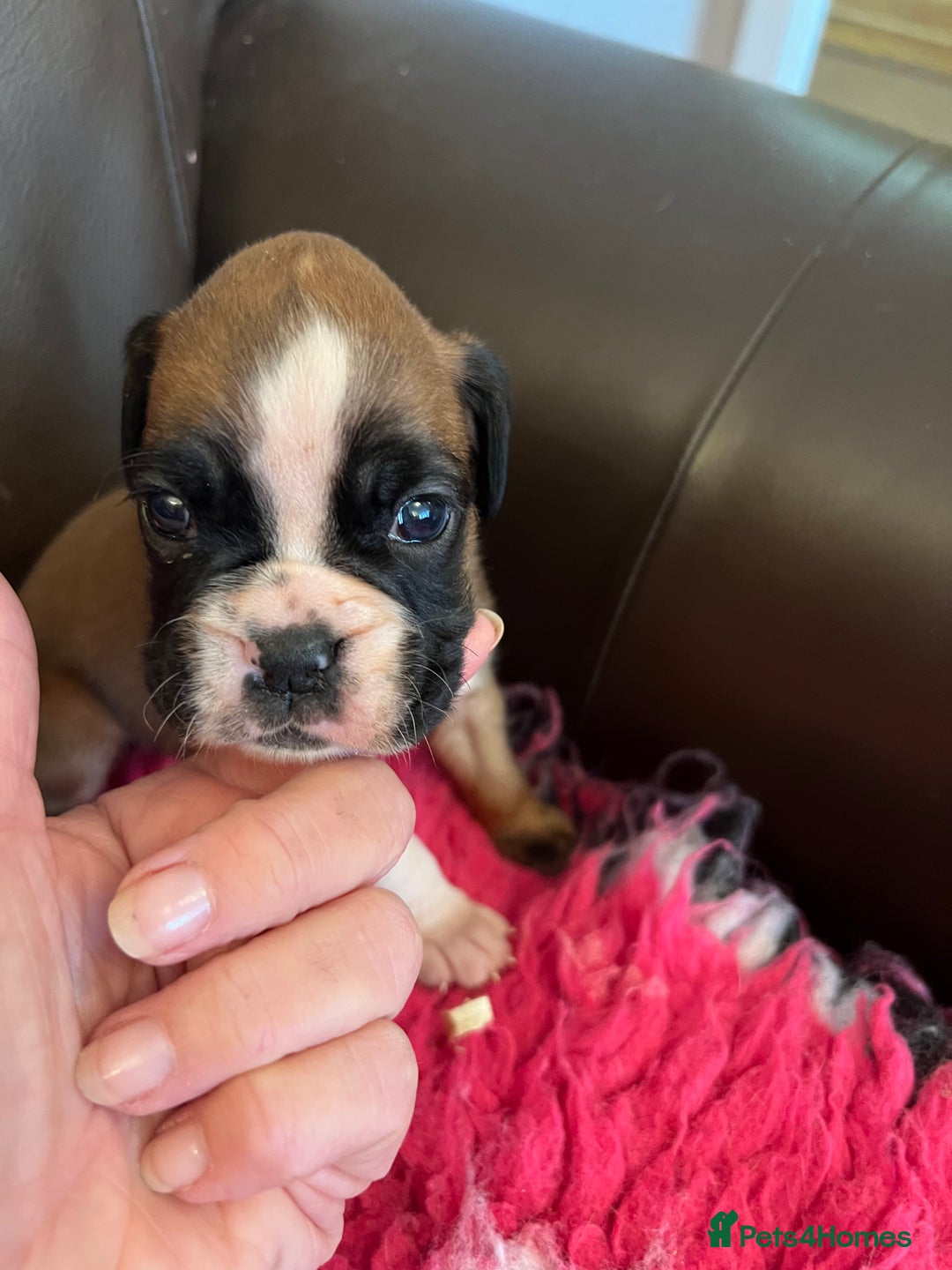 Boxer dogs for sale: Boxer puppies from Health Tested Parents  - Image 7