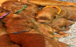 Cavapoo dogs for sale: Litter of 5 born 8/11/25; only one boy left  - Advert 6