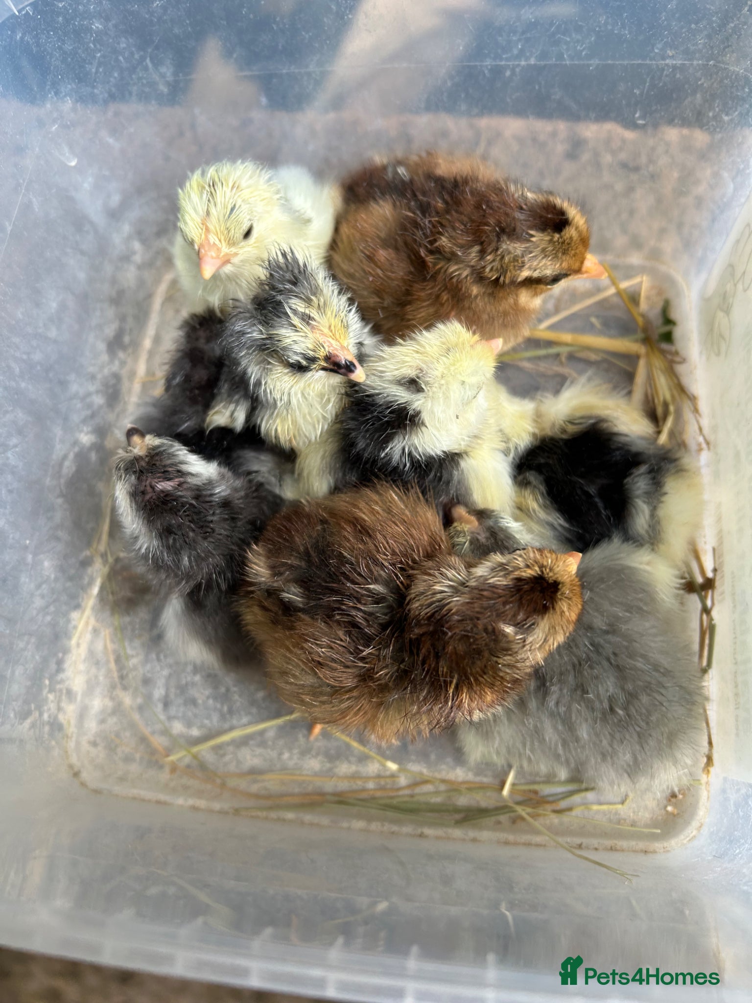 Chickens poultry CHICKS - Advert 1