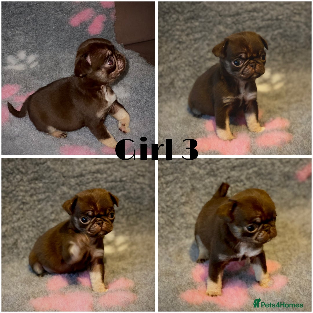 Pug dogs for sale: Beautiful Pug Puppies  - Advert 4