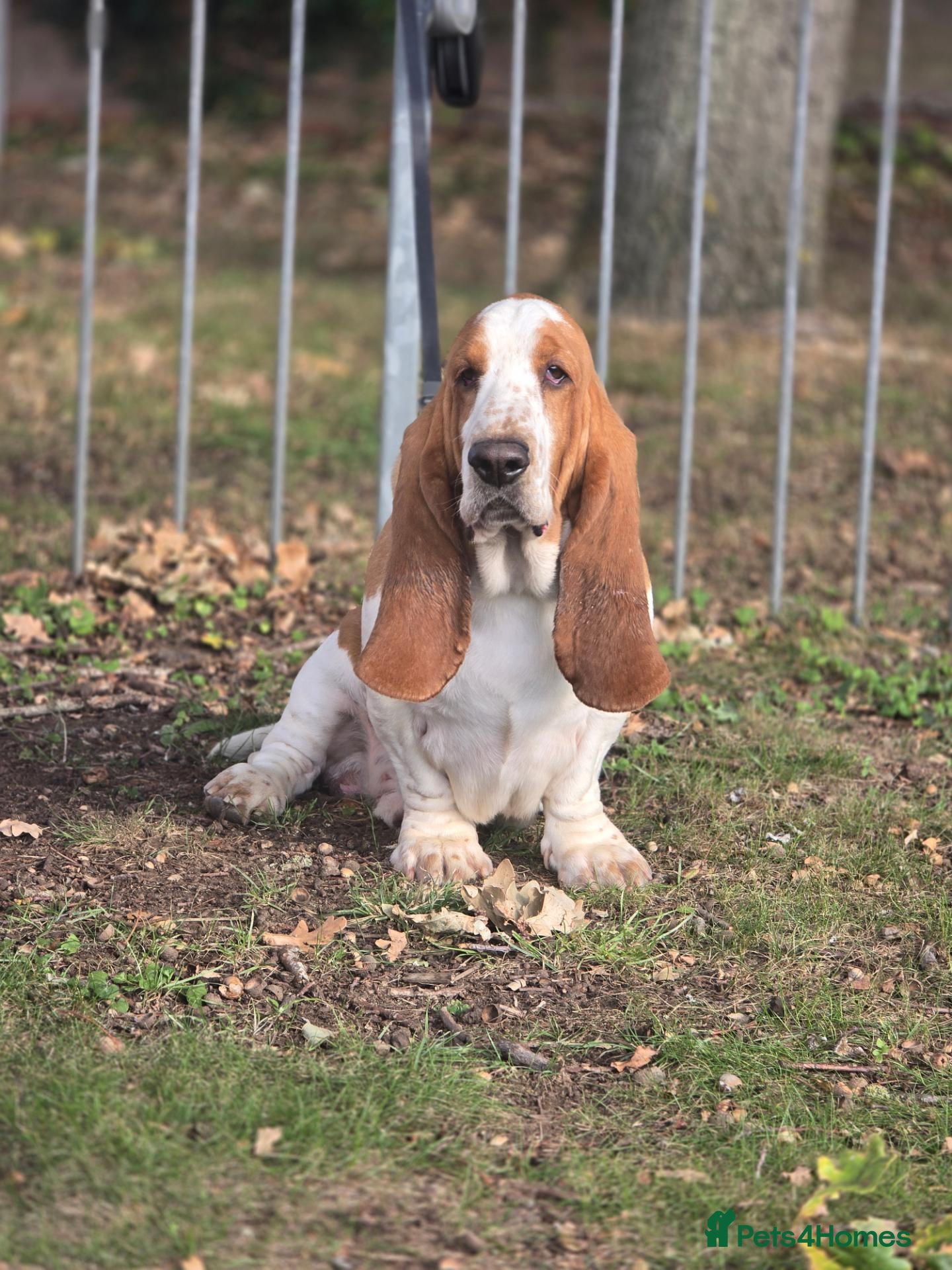 Basset Hound dogs for stud: Basset Hound Red & White Proven Stud - Advert 2