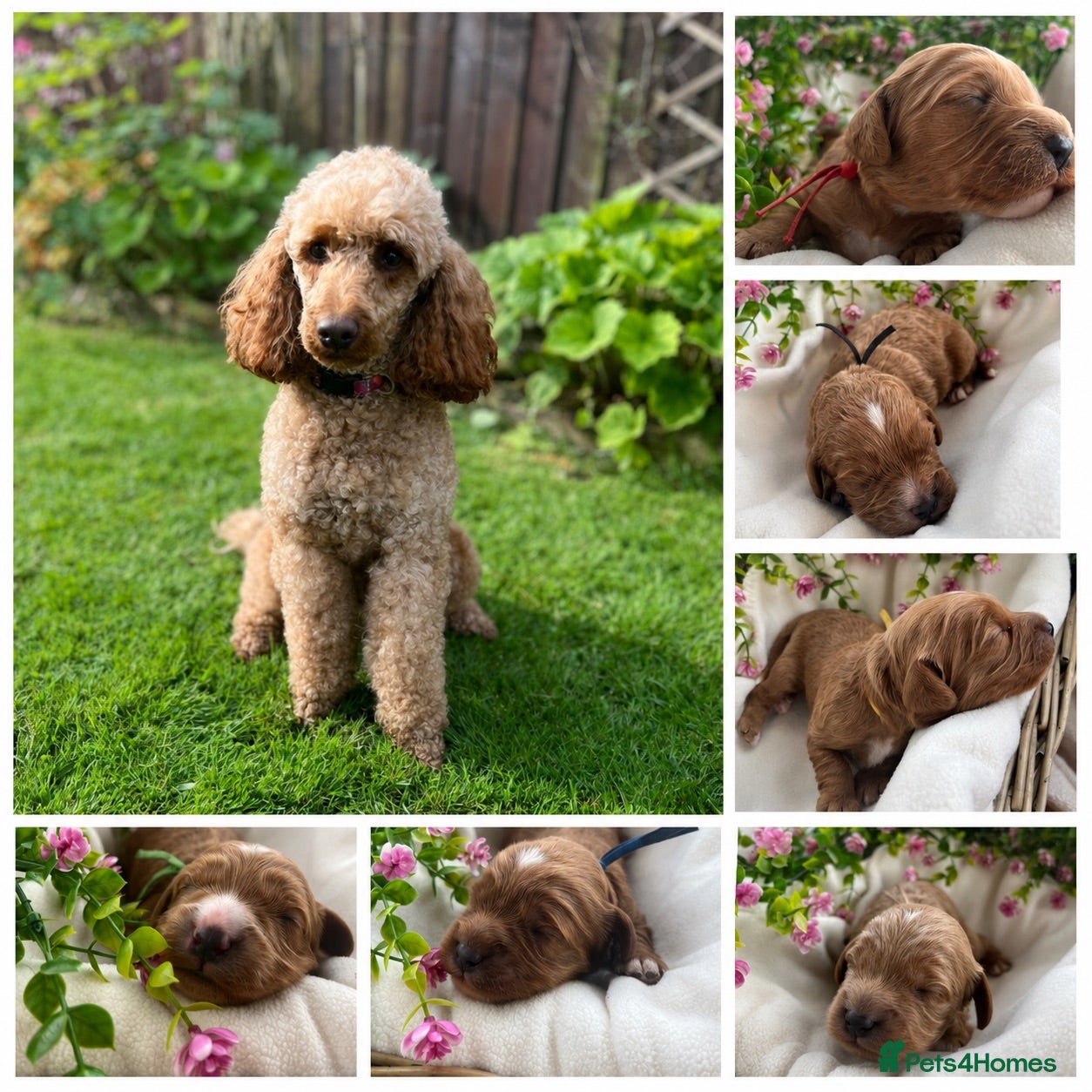 Cavapoo dogs Beautiful litter of Red F1 Cavapoo puppies - Advert 6