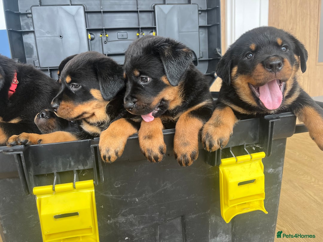 Rottweiler dogs for sale: X1 female rottweiler puppy left! 8 weeks old today in Evesham - Image 3