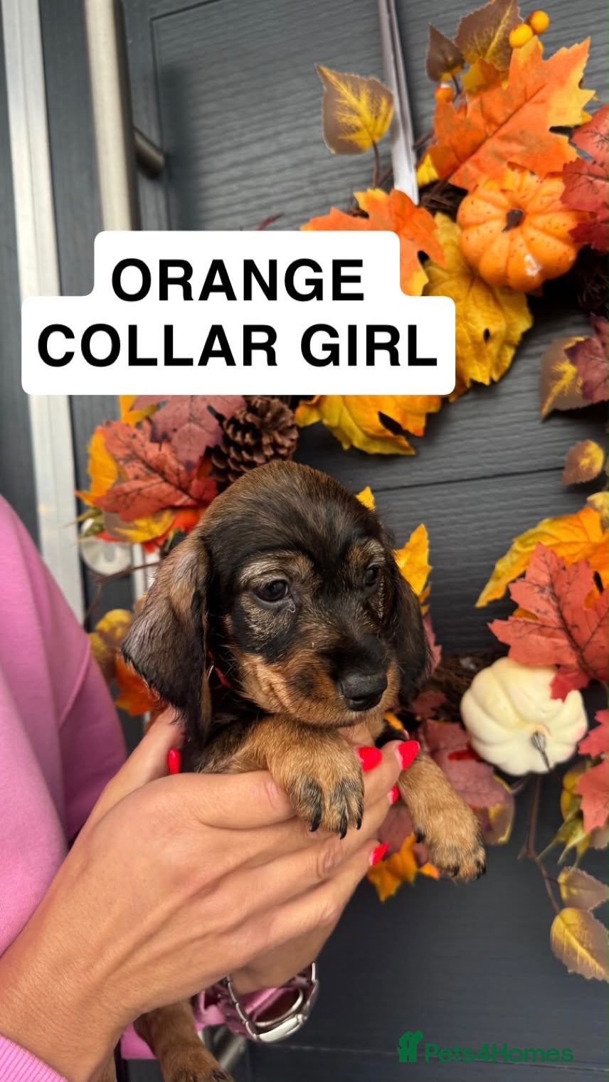 Miniature Dachshund dogs for sale: dachshund miniture wirehared  - Advert 1