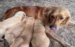 Golden Retriever dogs for sale: 3 beautiful boys awaiting their forever homes 🐶 - Image 34