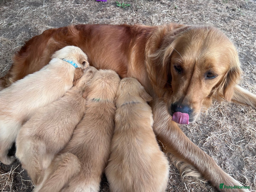 Golden Retriever dogs for sale: 3 beautiful boys awaiting their forever homes 🐶 - Image 34