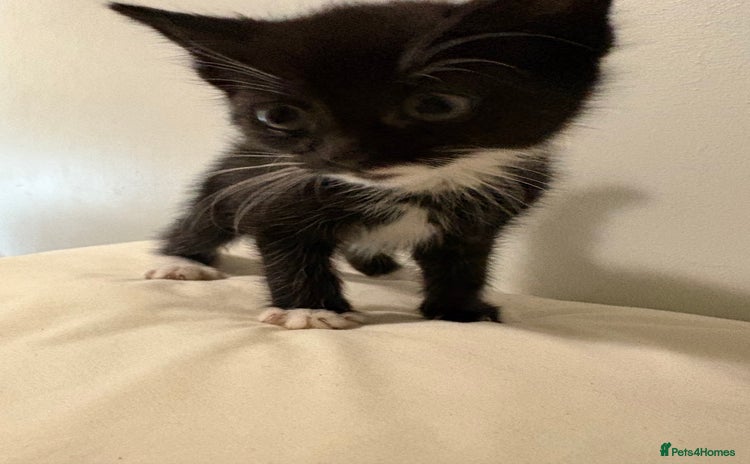 British Shorthair cats Kittens  - Advert 1