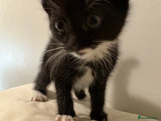 British Shorthair cats Kittens - Advert 1