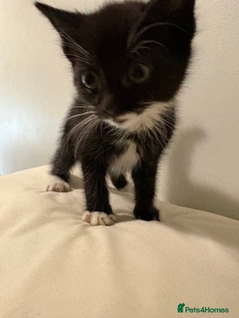 British Shorthair cats Kittens - Advert 1