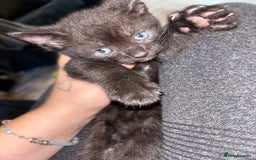British Shorthair cats for sale: One male ready to leave now  - Image 1