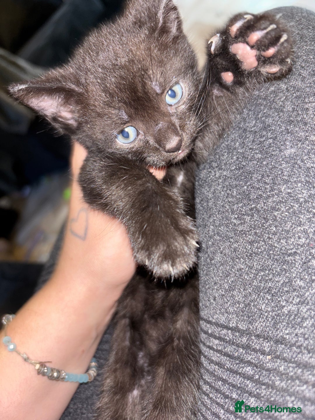 British Shorthair cats for sale: One male ready to leave now  - Image 1