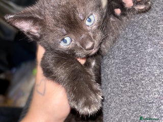 British Shorthair cats - Advert 15