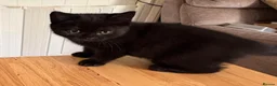British Shorthair cats for sale: Two Beautiful BSH Black Boy Kittens-Ready now! - Advert 11