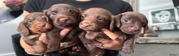 Miniature Dachshund dogs for sale: 5* L/H mini reg carrying cream vet approved pups - Advert 8