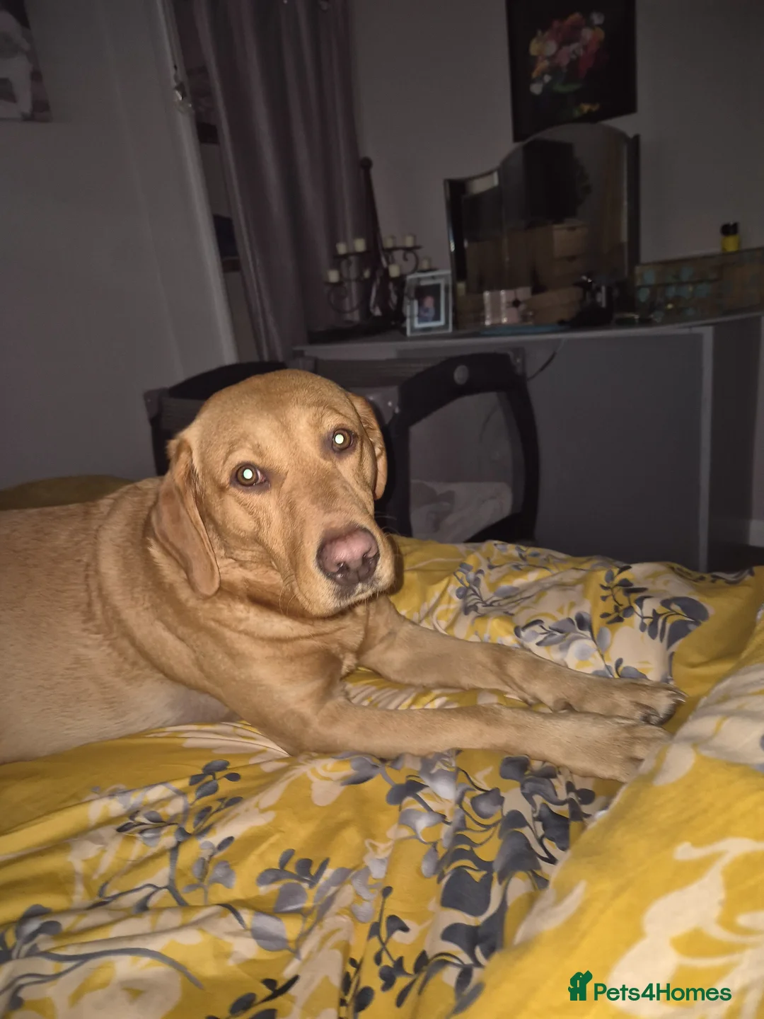 Labrador Retriever dogs for sale: Redfox Labrador puppies - Advert 10