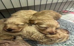 Cockapoo dogs for sale: F1B Cockapoo Puppies - Image 5