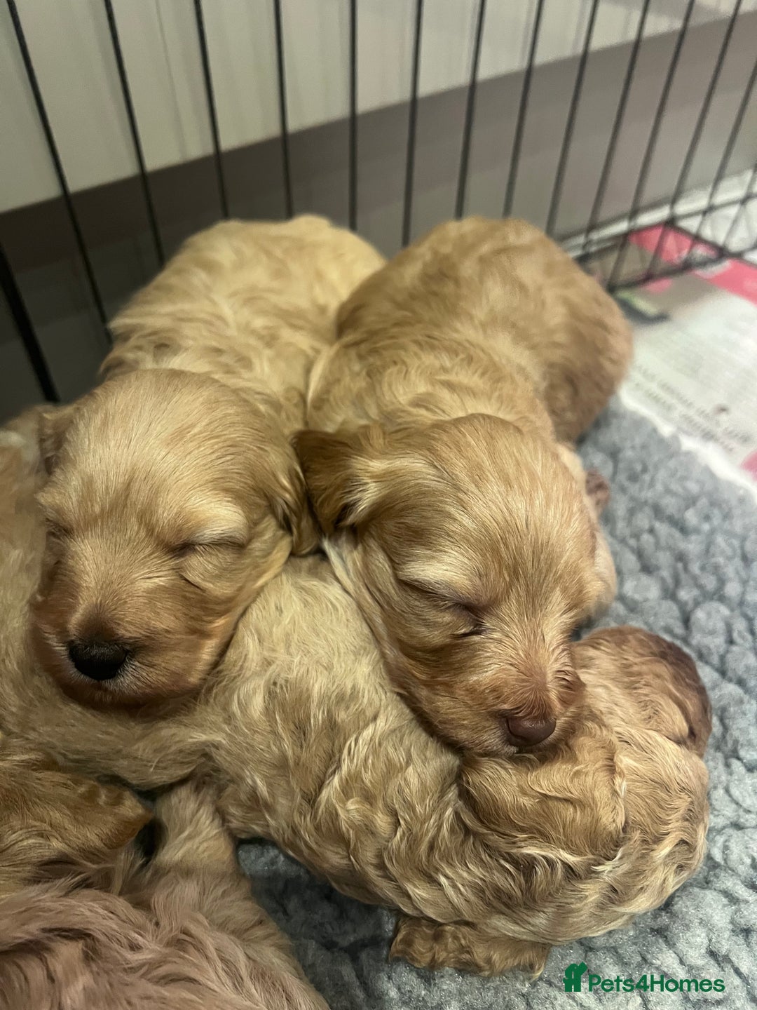 Cockapoo dogs for sale: F1B Cockapoo Puppies - Image 5