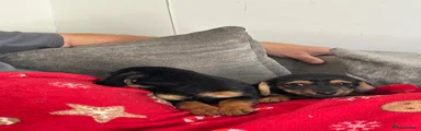 Mixed Breed 2