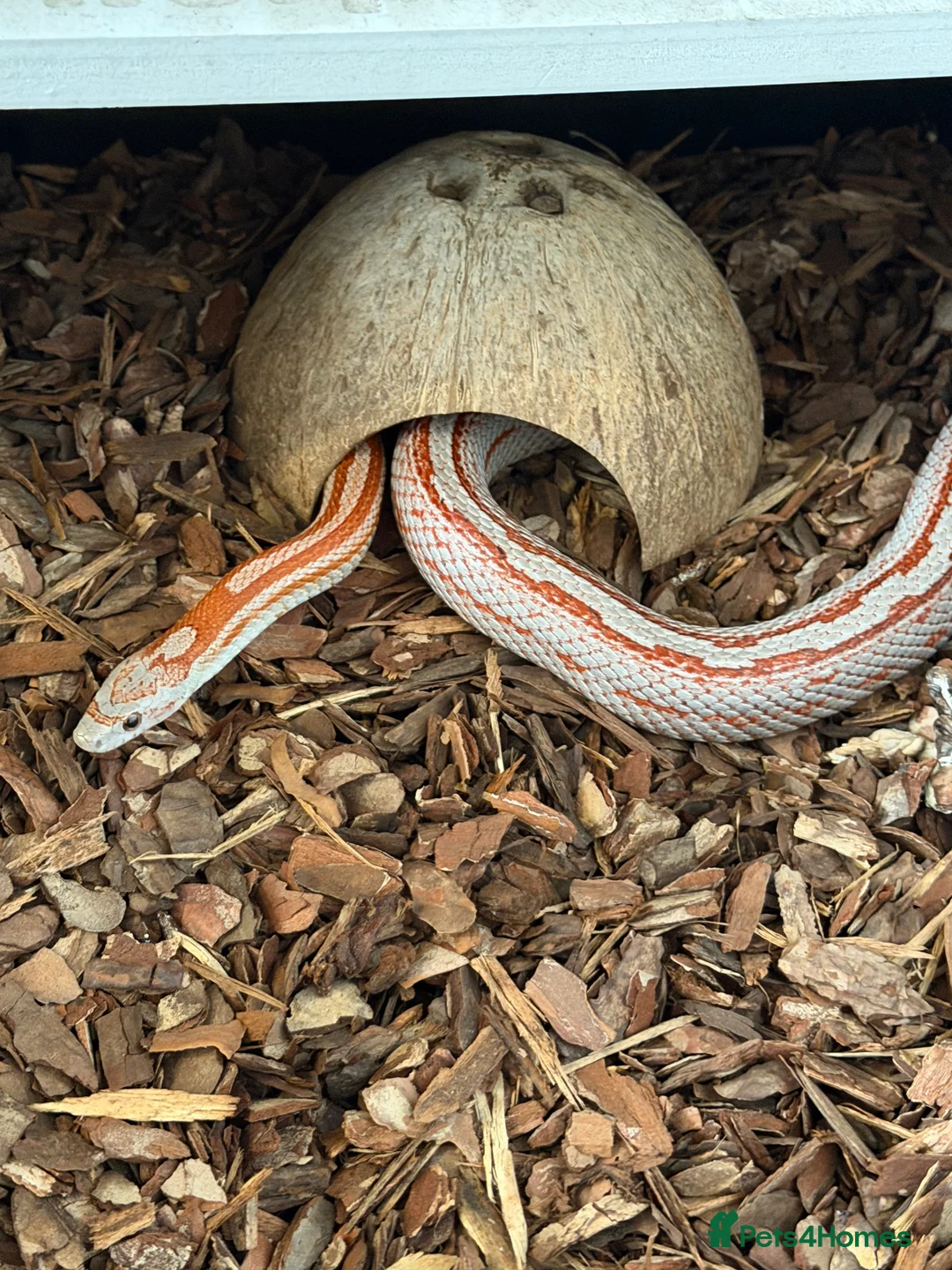 Python Snake reptiles for sale: Royal pythons and cornsnakes with set up - Advert 11