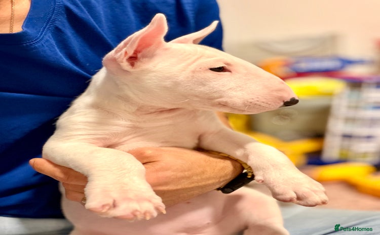 English Bull Terrier dogs - Advert 7