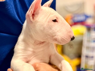 English Bull Terrier dogs English bull terrier puppy’s - Advert 7