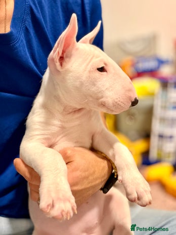 English Bull Terrier dogs - Advert 7