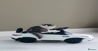 Persian cats - Advert 12