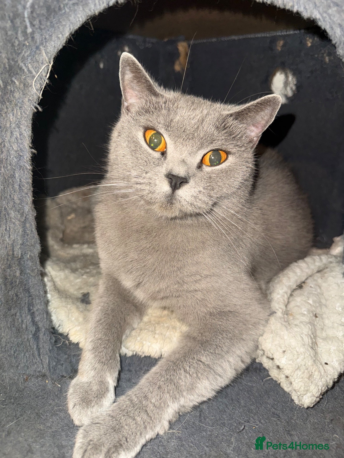 British Shorthair cats 🐾 British Shorthair × British Longhair Kittens 🐾 - Advert 3