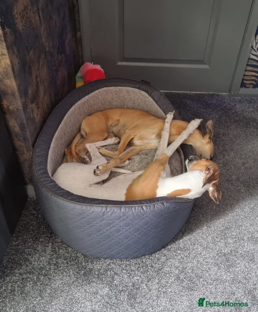 Whippet dogs for sale: These Adorable pups are needing a forever home. - Advert 26