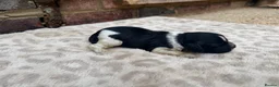 Brittany Spaniel dogs for sale: Working Brittany’s  - Advert 5