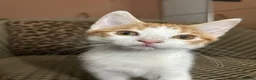 Mixed Breed cats for sale: Gorgeous Fluffy Kittens. Beautiful Little Souls🤍 - Advert 22