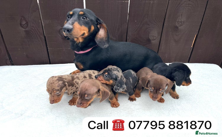 Miniature Dachshund dogs - Advert 15