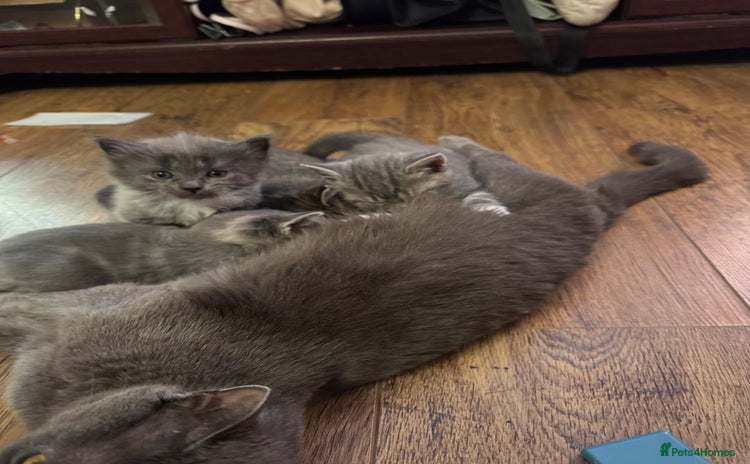 British Shorthair cats - Advert 2